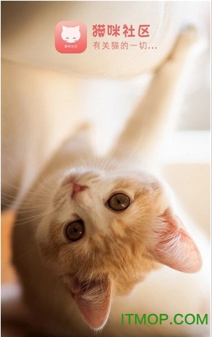 貓咪社區