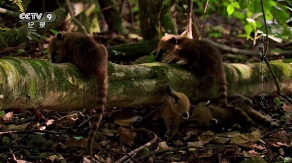 海燕直播2026电视版