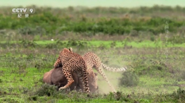 环边直播港澳台5.3.0版